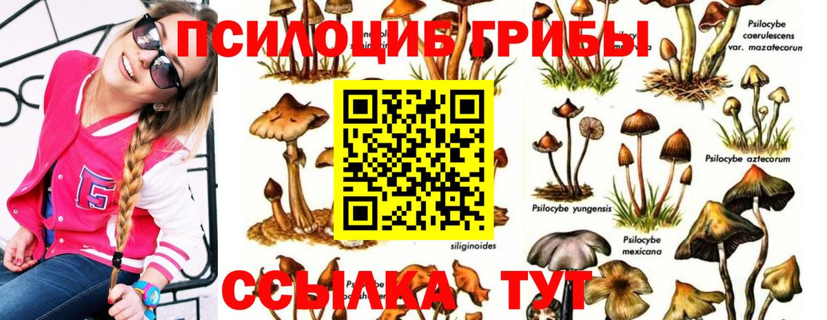Псилоцибиновые грибы Psilocybine cubensis Липецк